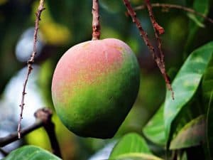 owoc afrykańskiego mango