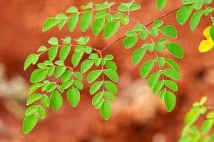 Liście Moringa