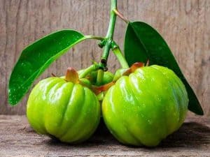 owoce Garcinia Cambogia