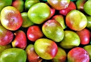 afrykańskie mango