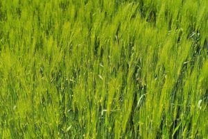 barley 784402 640