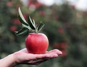 jabłko leży na dłoni