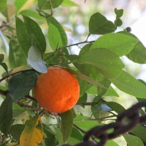 owoc gorzkiej pomarańczy