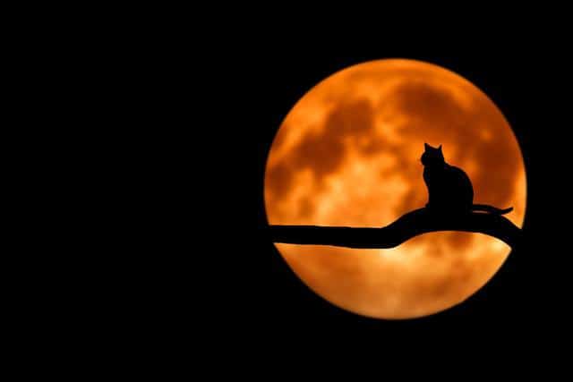 kot w nocy na tle księżyca