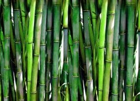 pędy bambusa tajskiego