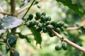 owoce zielonej kawy na gałęzi
