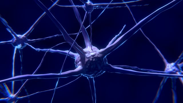 neuron, komórka nerwowa
