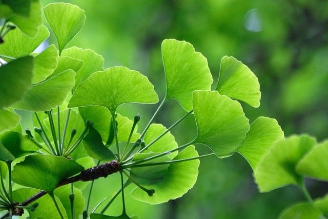 Liście Ginkgo biloba