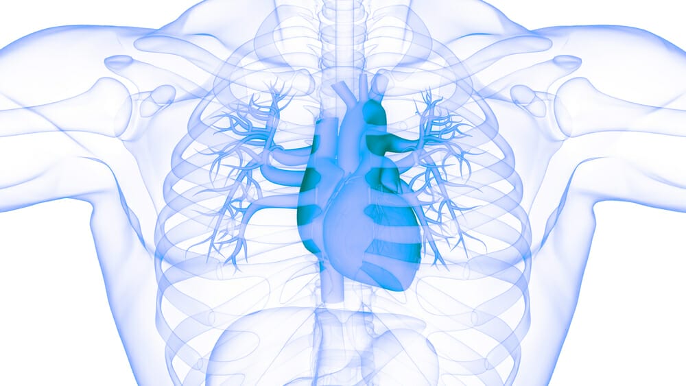 grafika przedstawiająca serce człowieka