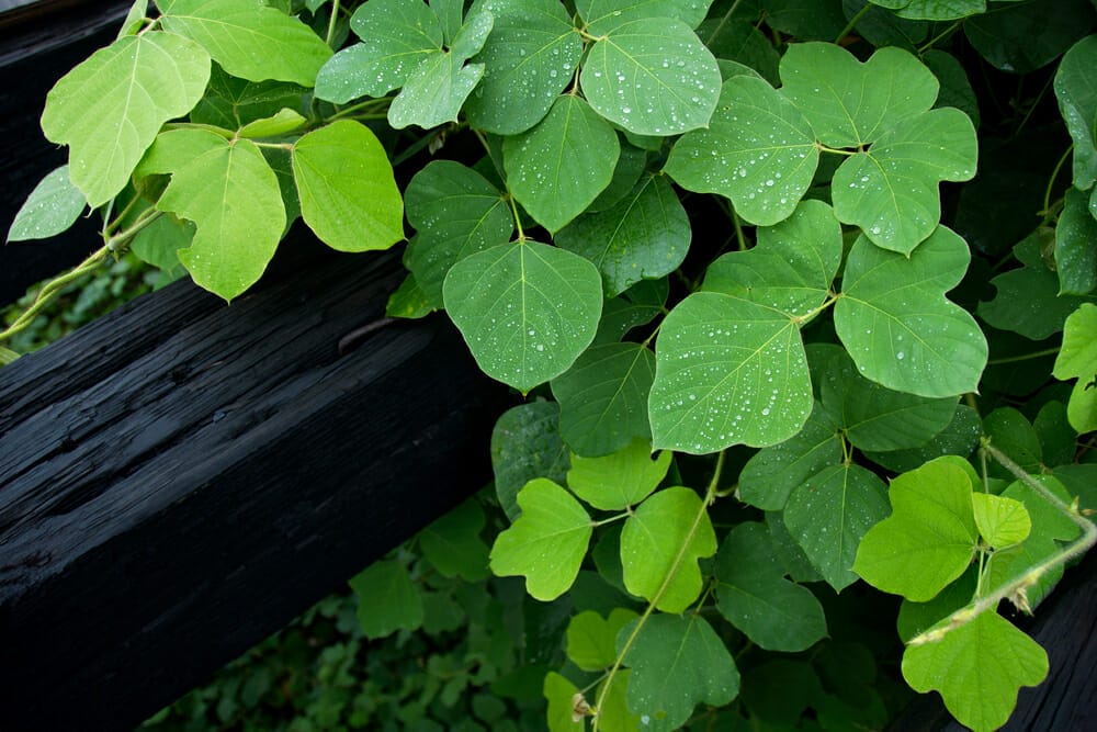 Kudzu (Pueraria lobata)