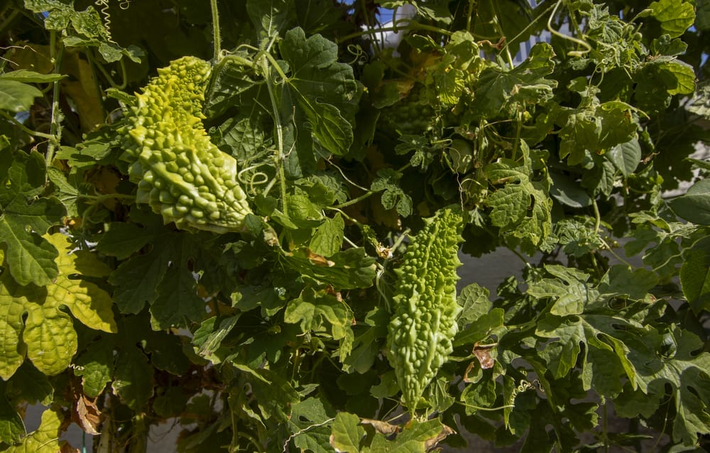 przepękla ogórkowata (gorzki melon)