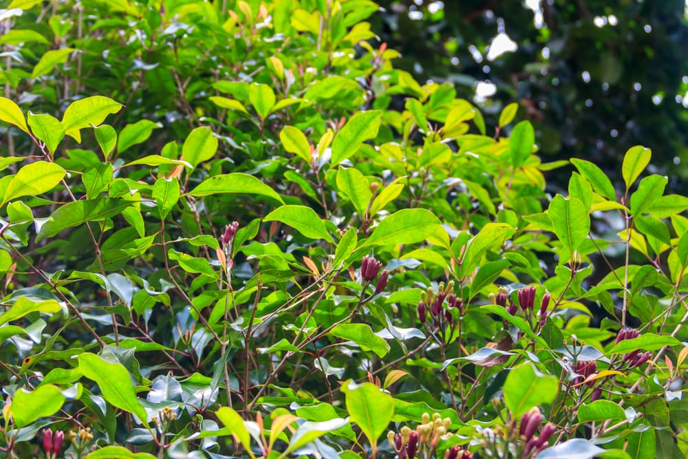 Czapetka pachnąca (Syzygium aromaticum)